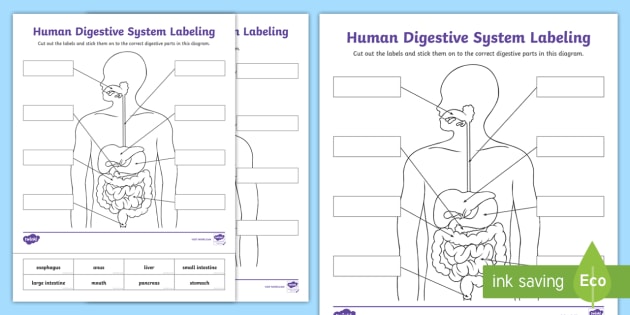 Digestive System Labeling Activity | Science | Twinkl USA