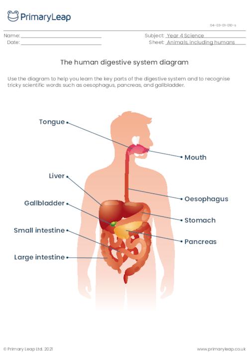 Science: The human digestive system diagram | Worksheet ...