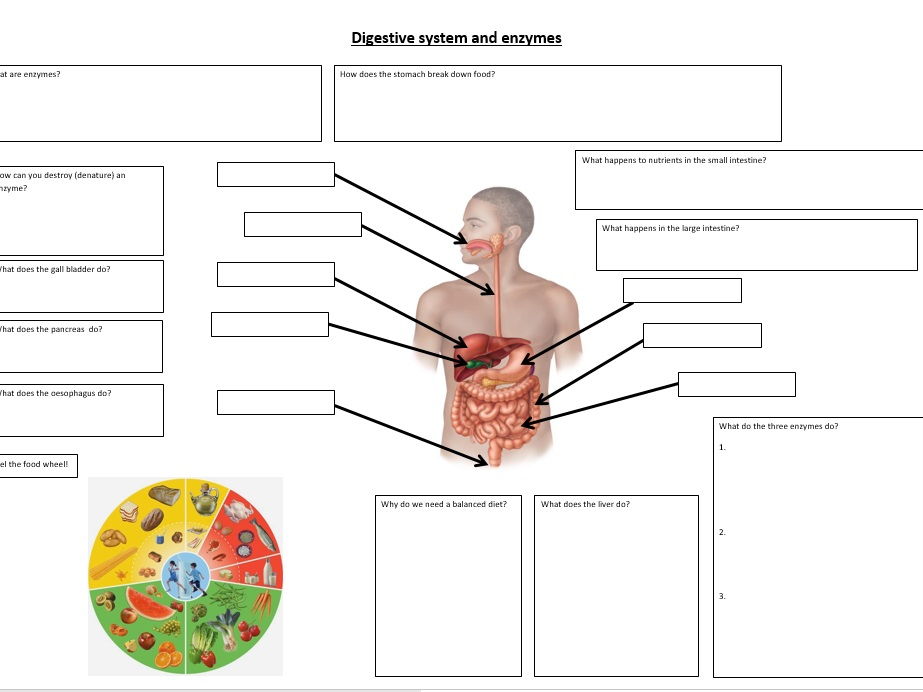 Digestion and enzymes revision sheet KS3  