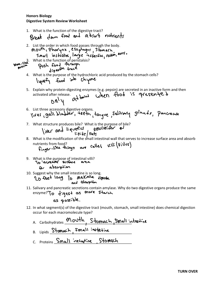 digestive system review worksheet