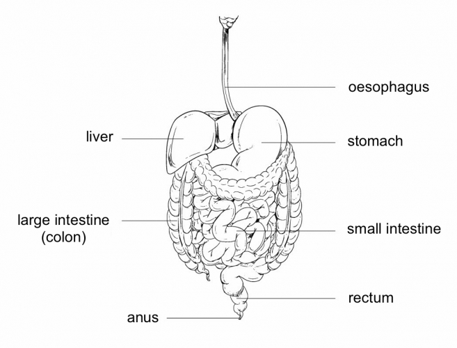 Examine Functions in the Human Digestive System Worksheet - EdPlace