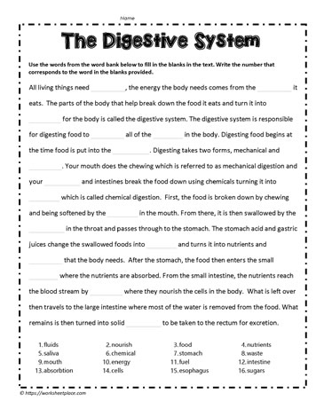 Digestive System Cloze Activity Worksheets