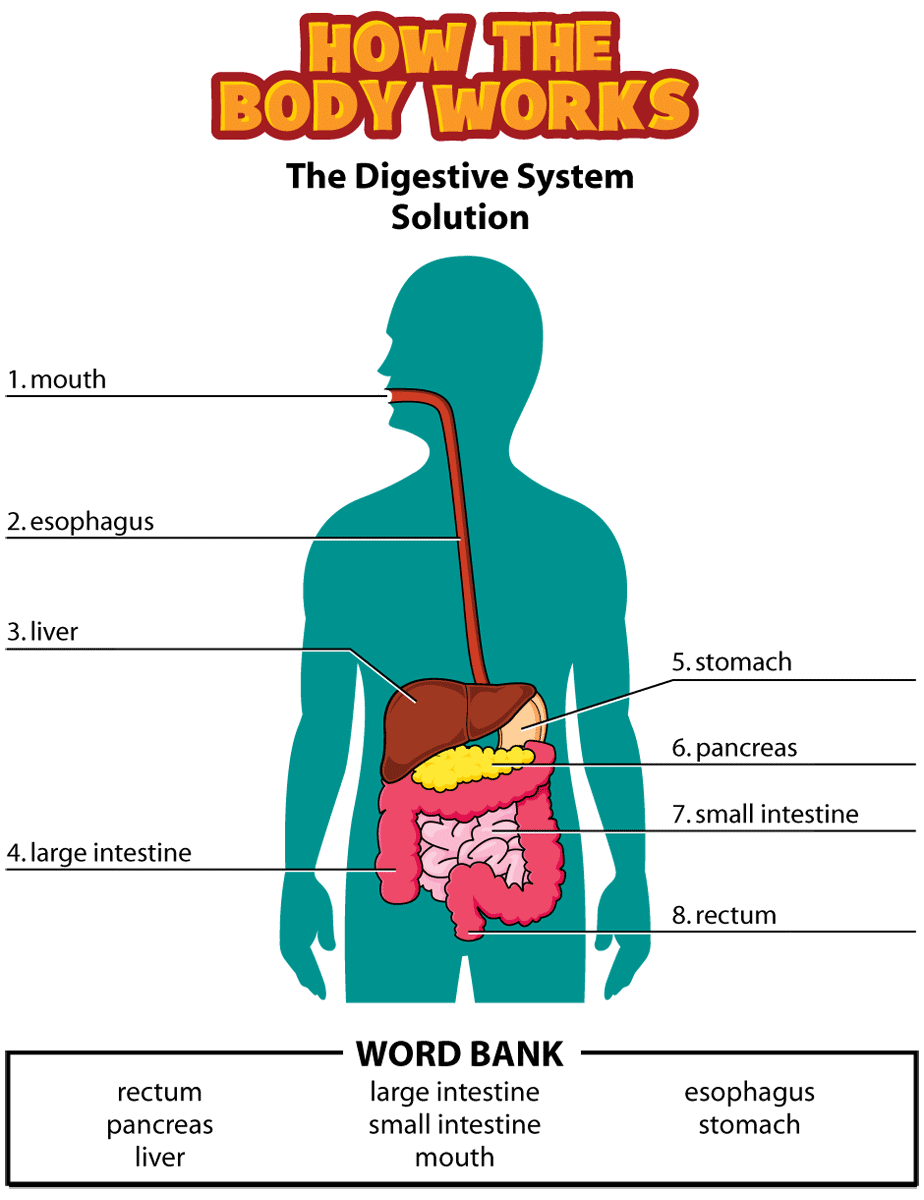 Kidshealth: Answers: Digestive System | Akron Childrens