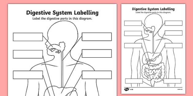 digestive system worksheet answers