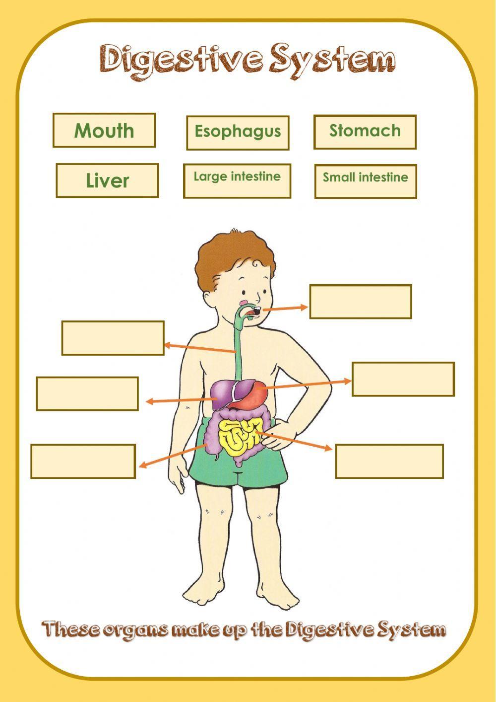 Digestive System Worksheet Worksheets Library Digestive System Worksheet Worksheets Library