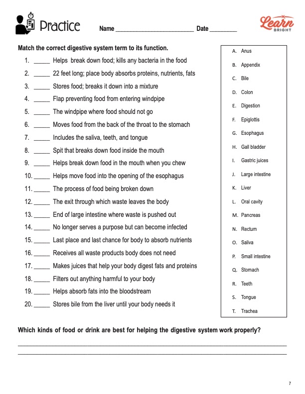 Digestive System
