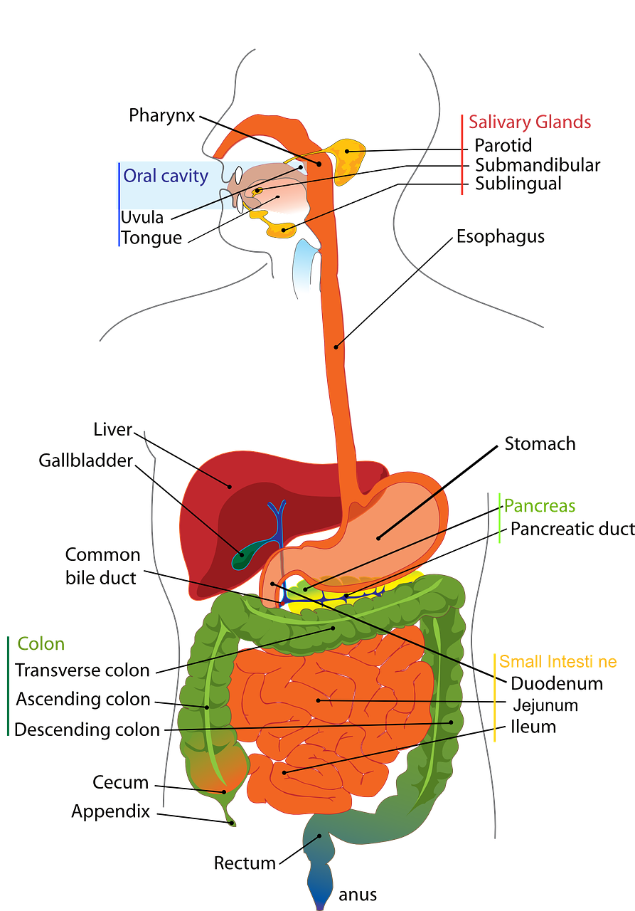 What is the Digestive System | Answered | Teaching Wiki