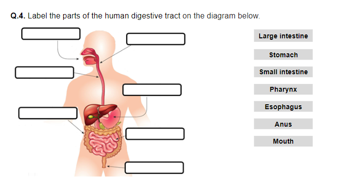 Human Digestive System - Worksheet | Printable and Distance ...