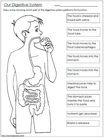 FREE Digestive System Worksheet | Human body worksheets, Digestive ...
