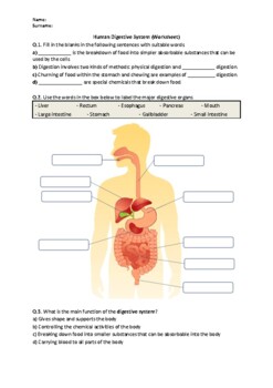 digestive system worksheet pdf