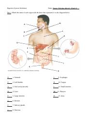 digestive system worksheet.pdf - Digestive System Worksheet Part 1 ...
