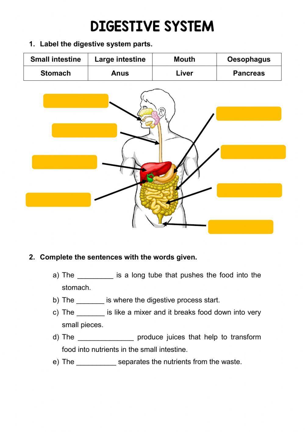 The digestive system online activity  