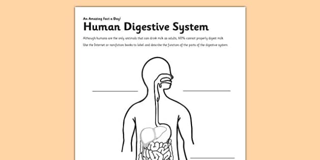 Label the Digestive System Worksheet (teacher made) - Twinkl