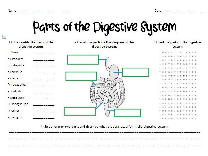 Parts of the Digestive System Worksheet  