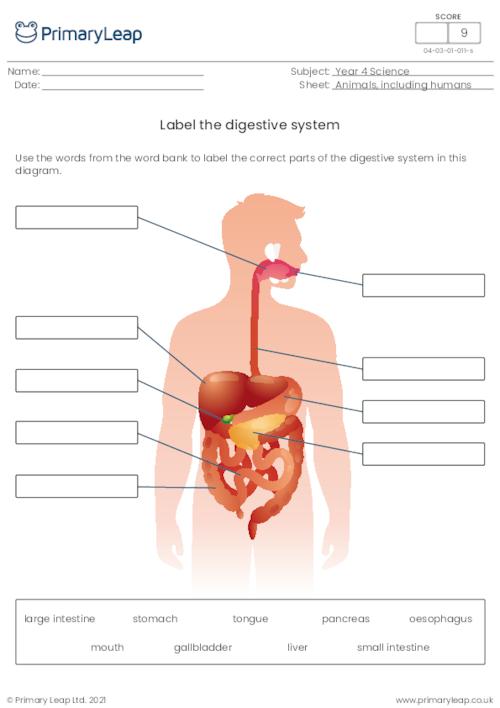Science: Label the digestive system | Worksheet | PrimaryLeap.co.uk