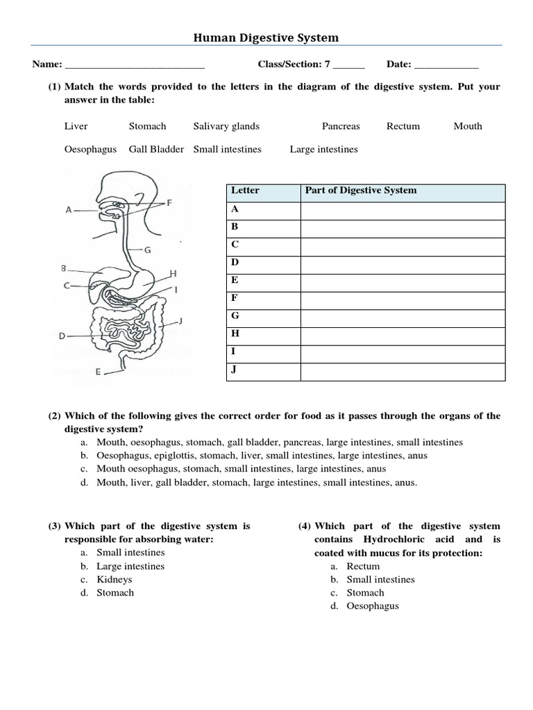 Human Digestive System Worksheet | Download Free PDF | Human ...