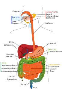 Digestive System Lessons, Worksheets and Activities