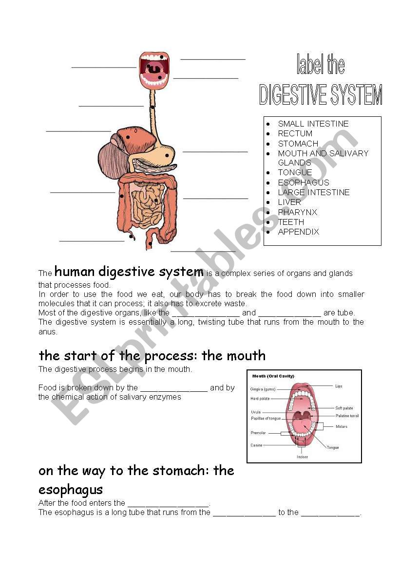 human digestive system - ESL worksheet by carcarla