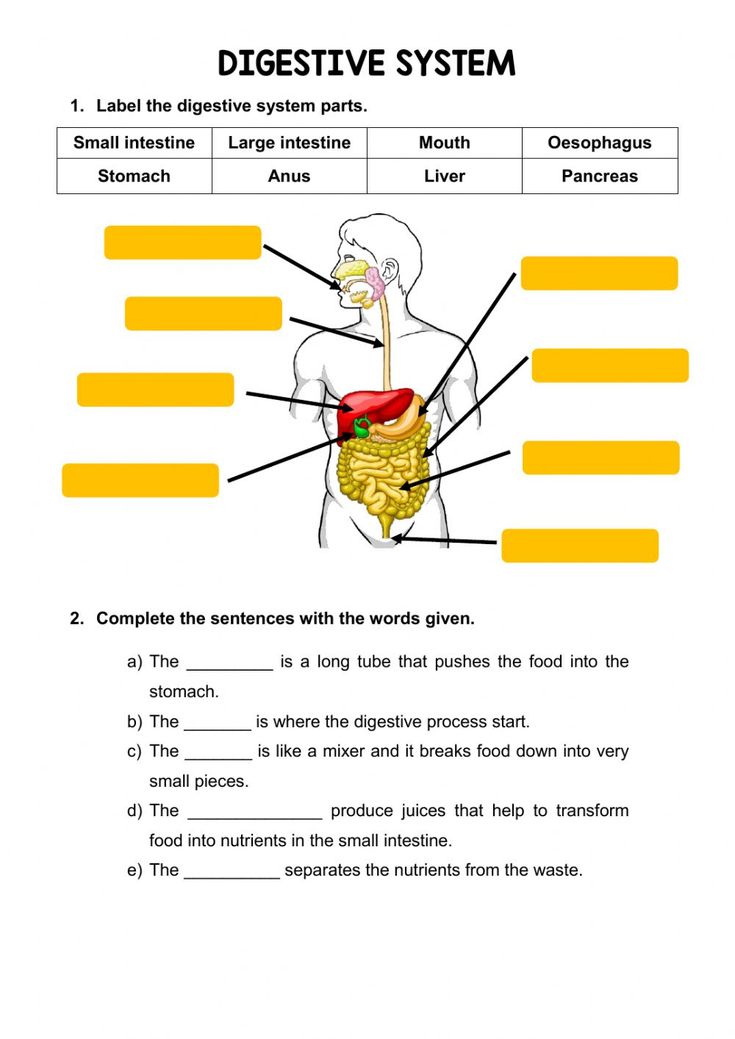 The digestive system online activity | Human digestive system ...