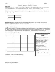 dihybrid cross punnett square worksheet