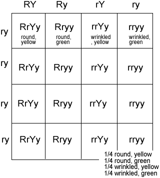 Dihybrid Crosses