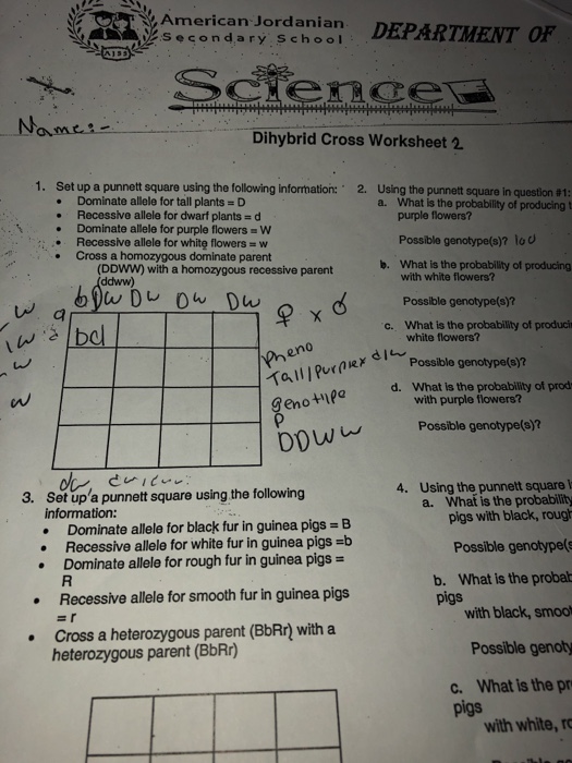 dihybrid cross worksheet answers