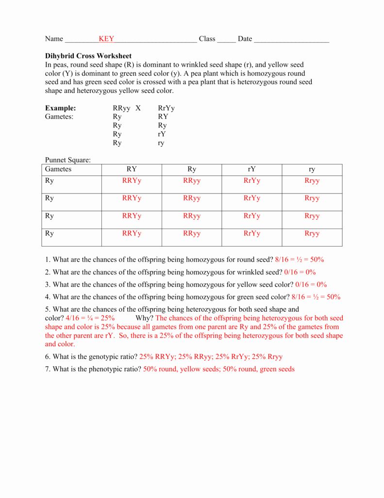 Dihybrid Cross Worksheet | Dihybrid cross worksheet, Dihybrid ...