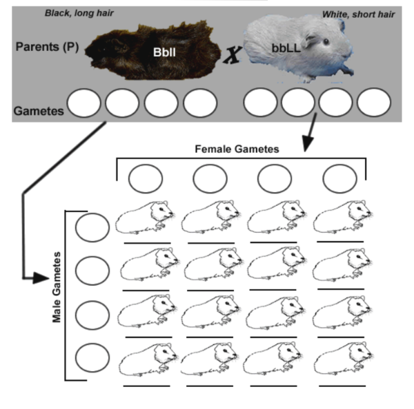 Dihybrid Crosses in Guinea Pigs - Biology LibreTexts