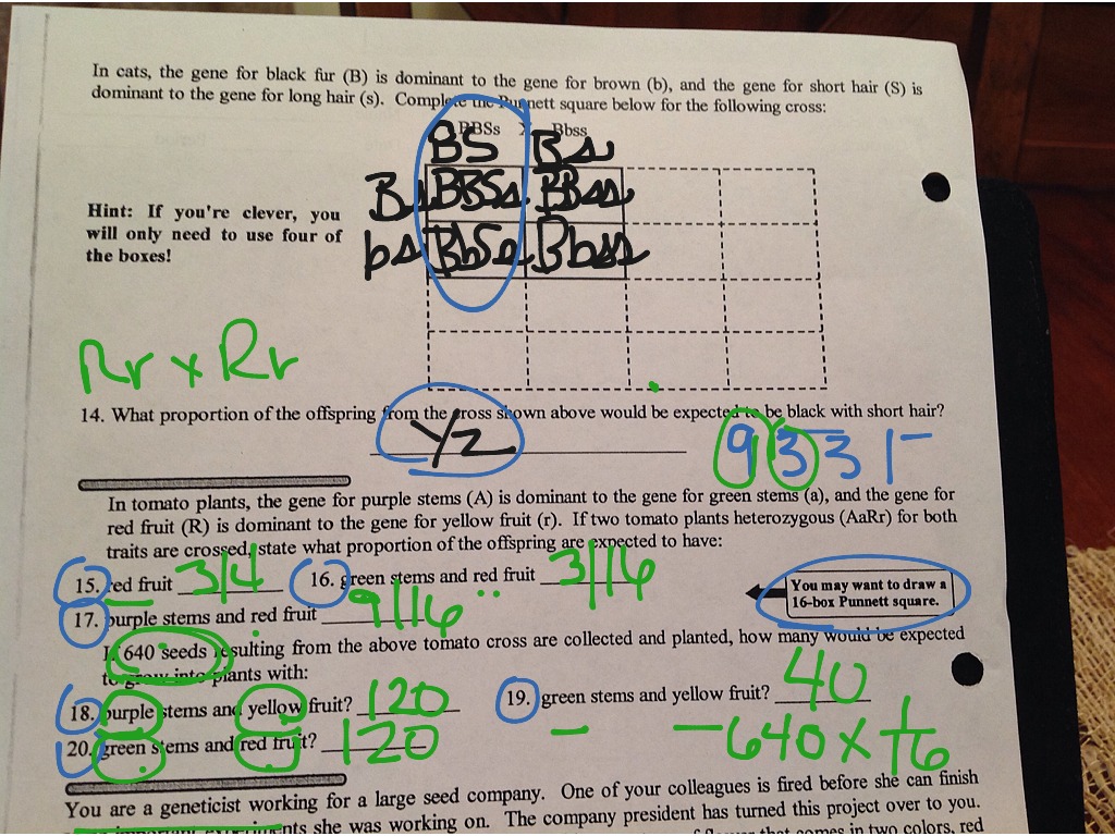 dihybrid cross worksheet