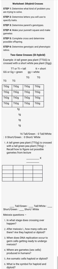 dihybrid crosses worksheet answers