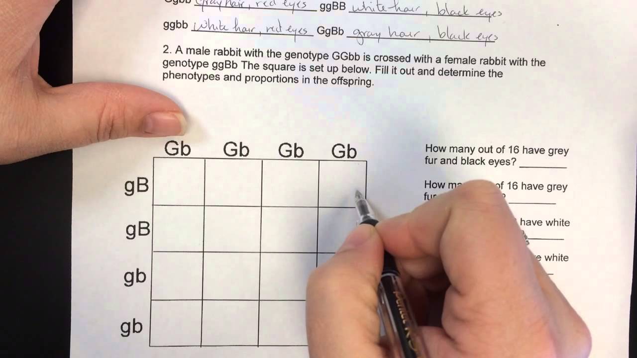 dihybrid worksheet