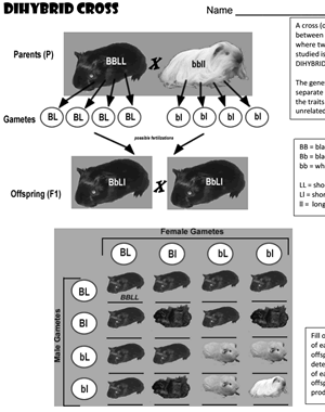 Practice Dihybrid Crosses With Guinea Pigs