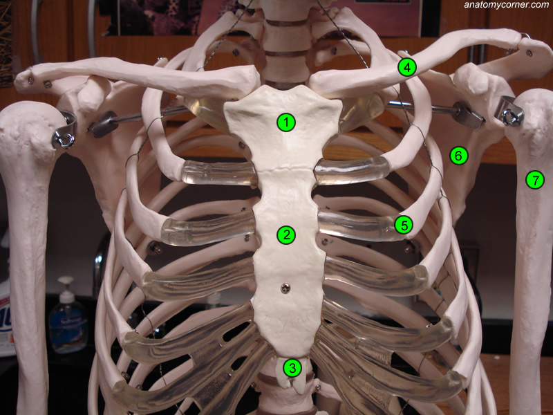 disarticulated skeleton worksheet