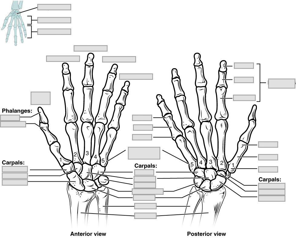 Chapter 8 The Appendicular Skeleton - Anatomy and Physiology ...