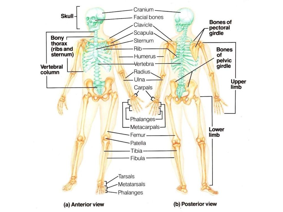 Overview of the Skeleton &  The Axial Skeleton - ppt video online ...