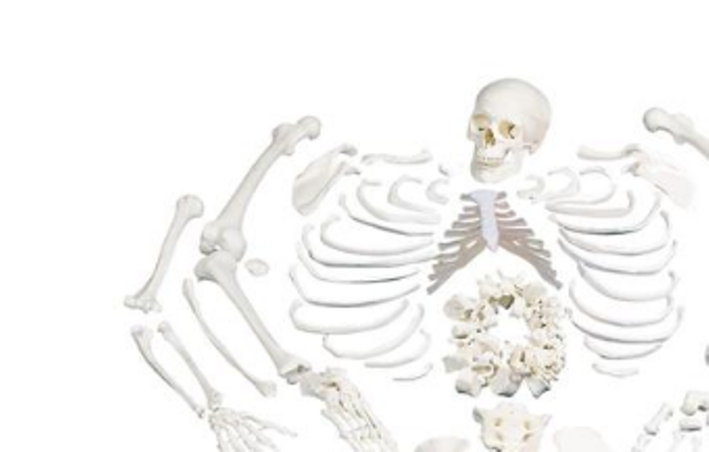 Human Disarticulated Skeleton at Rs 25589.00 | D8, SAGAR KUNJ ...