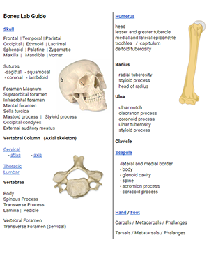 A Students Guide to Learning the Human Bones