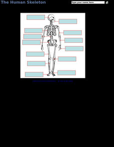 disarticulated skeleton worksheet