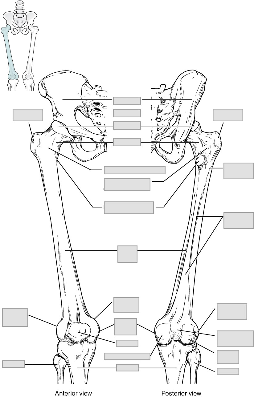 Chapter 8 The Appendicular Skeleton - Anatomy and Physiology ...