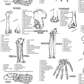 disarticulated skeleton worksheet
