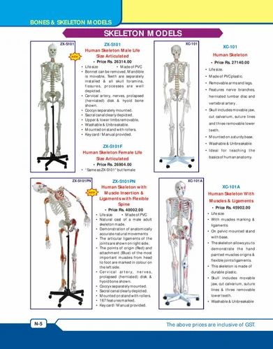 Disarticulated Human Skeleton Model at Rs 10000/piece | Measuring ...