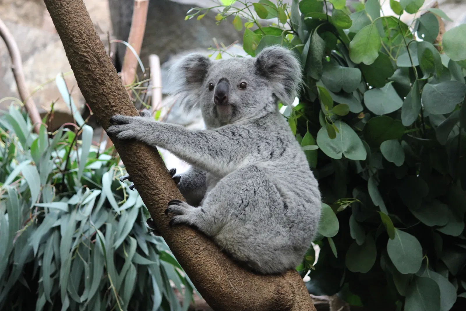 Tickets, Prices &  Discounts - Edinburgh Zoo (Edinburgh)