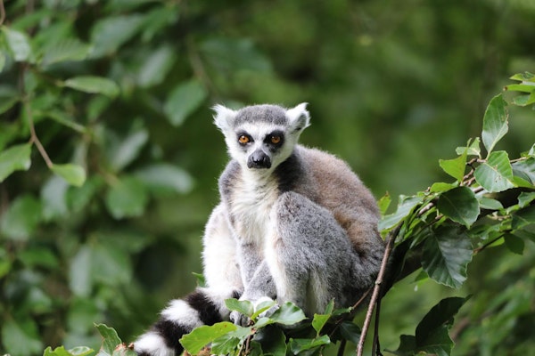 Edinburgh Zoo - itison