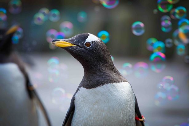 discount vouchers edinburgh zoo