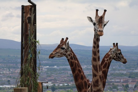 Family Visit to Edinburgh Zoo with Overnight Stay - Virgin ...