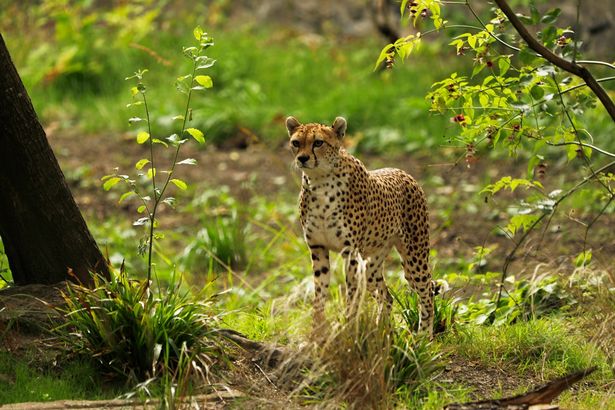 Edinburgh Zoo unveils exciting new discounts and attractions ...