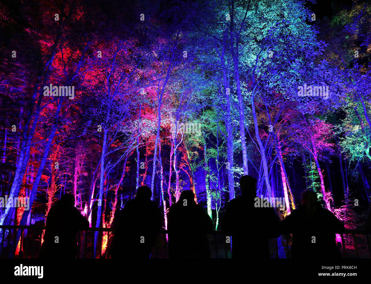 discount vouchers enchanted forest pitlochry