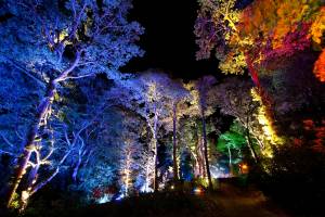 Enchanted Forest - Craigmhor Lodge