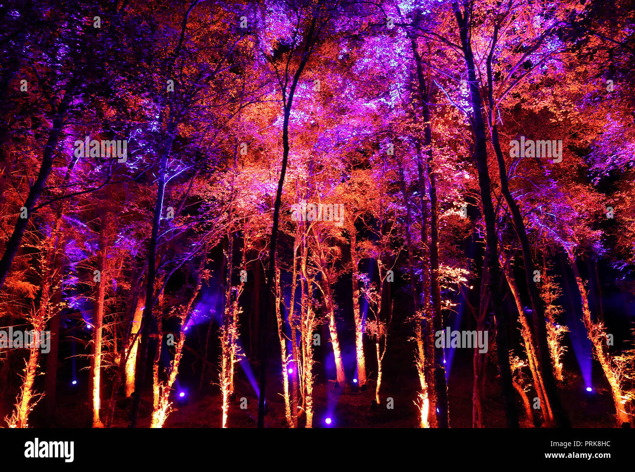 People view The Enchanted Forest sound and light festival in ...