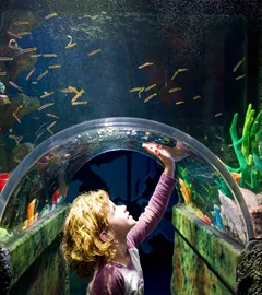 Kelly Tarltons Discount Tickets &  Deals | SEA LIFE Kelly ...